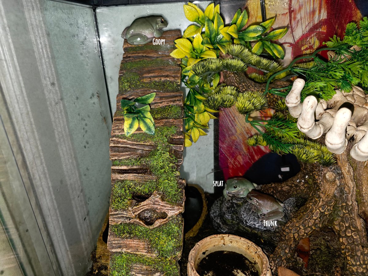 WiggleWobblez's tweet photo. Hello chat, I give to you today, my frogs 
Say hello to Goopy, Splat, and Thunk 
(Last video is Goop) 

#frogs #whitestreefrogs #dumpyfrogs https://t.co/ykVutDnR7Y