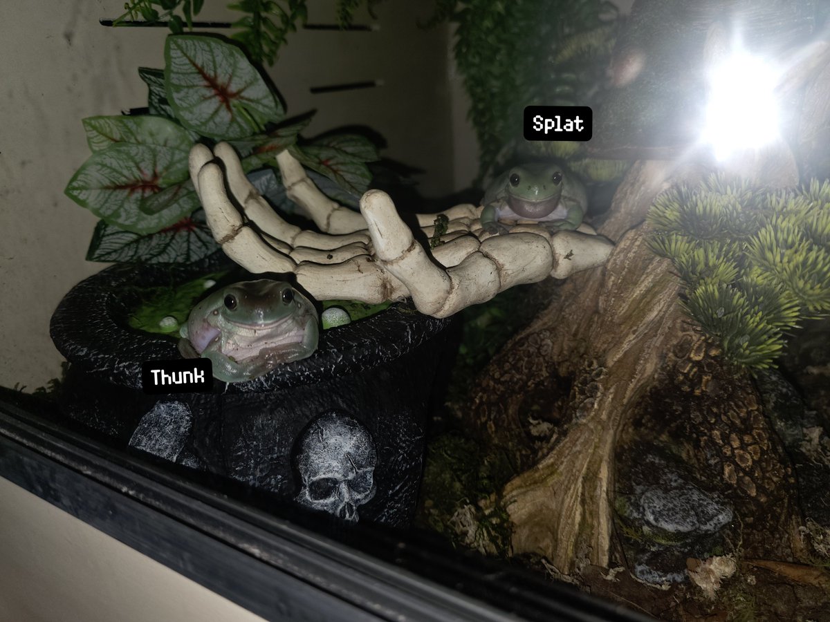 WiggleWobblez's tweet photo. Hello chat, I give to you today, my frogs 
Say hello to Goopy, Splat, and Thunk 
(Last video is Goop) 

#frogs #whitestreefrogs #dumpyfrogs https://t.co/ykVutDnR7Y