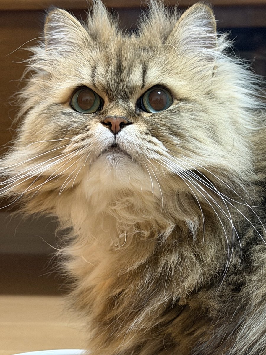 climbing_bird's tweet photo. HELLO🐱さんはアザとかわいいを知ってるのだニャン😼
#土アップ祭 https://t.co/zK00Iz2X5i
