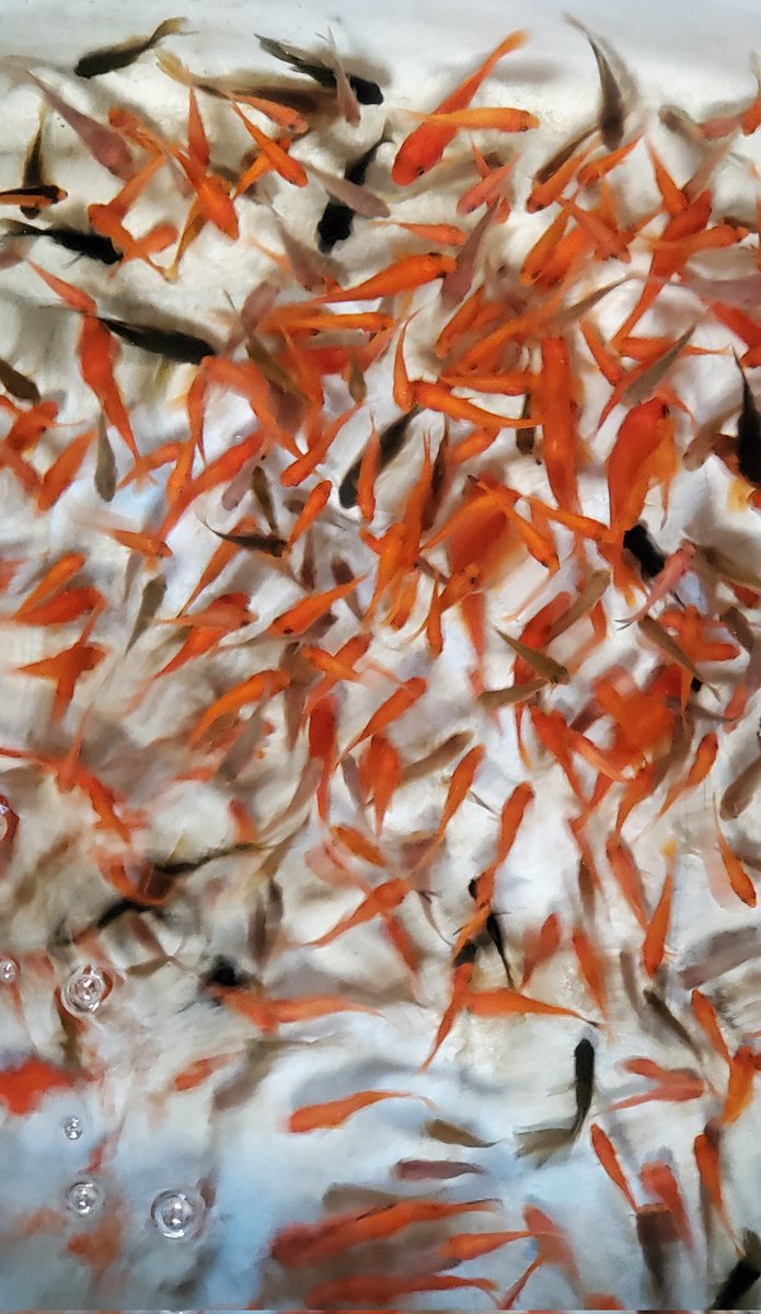 koinoOfuro's tweet photo. 緊急開催
♨️金魚すくいで金魚を救え♨️
祇園祭の屋台からきた金魚が数百匹います♨️
今日から開催
お帰りに金魚を連れ帰って下さい🙇

🐟️バケツ持参推奨🐟️
【栄盛湯の金魚すくい】
入浴した人→100円
金魚すくいだけの人→200円

飼える数をご希望分
持ち帰りOK♨️
⚠️飼育専用　生き餌利用不可⚠️ https://t.co/cZFkMuFOzj
