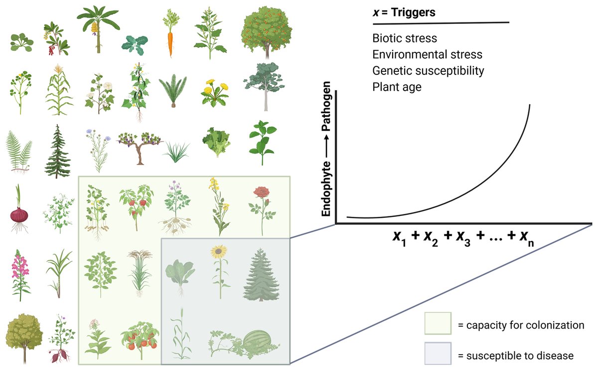 PhytopathologyJ's tweet photo. Editor’s Pick: “Disease Is Optional: The Surprising Abundance of Facultative Fungal Plant Pathogens,” by Elizabeth J. Indermaur and Nathaniel M. Westrick. Learn more: https://t.co/4YnrXKUyA5 @amanitasec #plantpathology #plantdisease https://t.co/C7IRuBwVPp