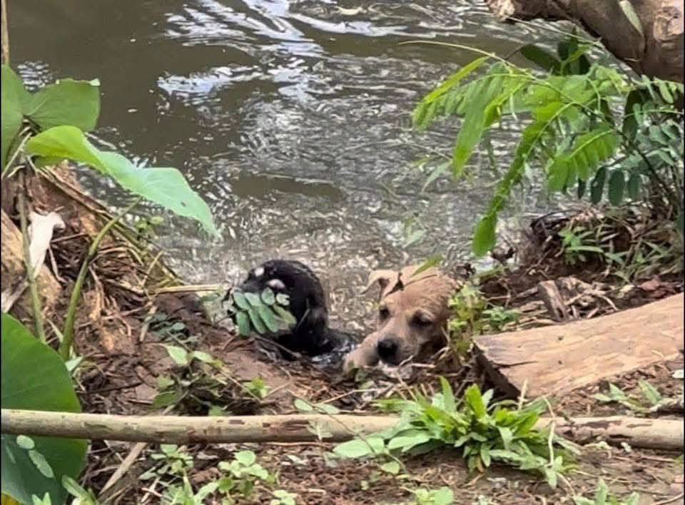 DiloConPerritos's tweet photo. La caída de Edgar https://t.co/s4AKioQiz5