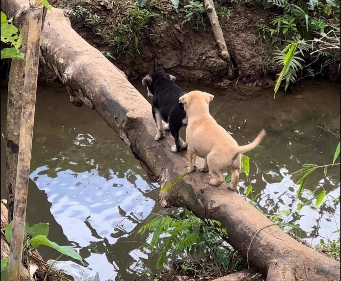 DiloConPerritos's tweet photo. La caída de Edgar https://t.co/s4AKioQiz5