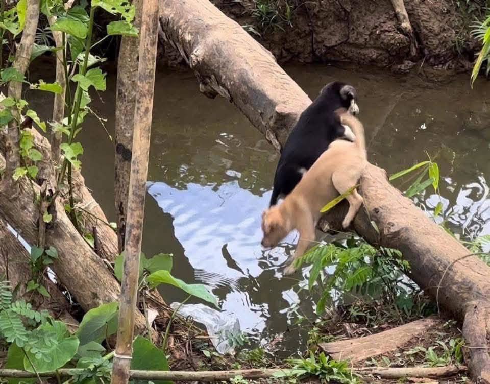 DiloConPerritos's tweet photo. La caída de Edgar https://t.co/s4AKioQiz5