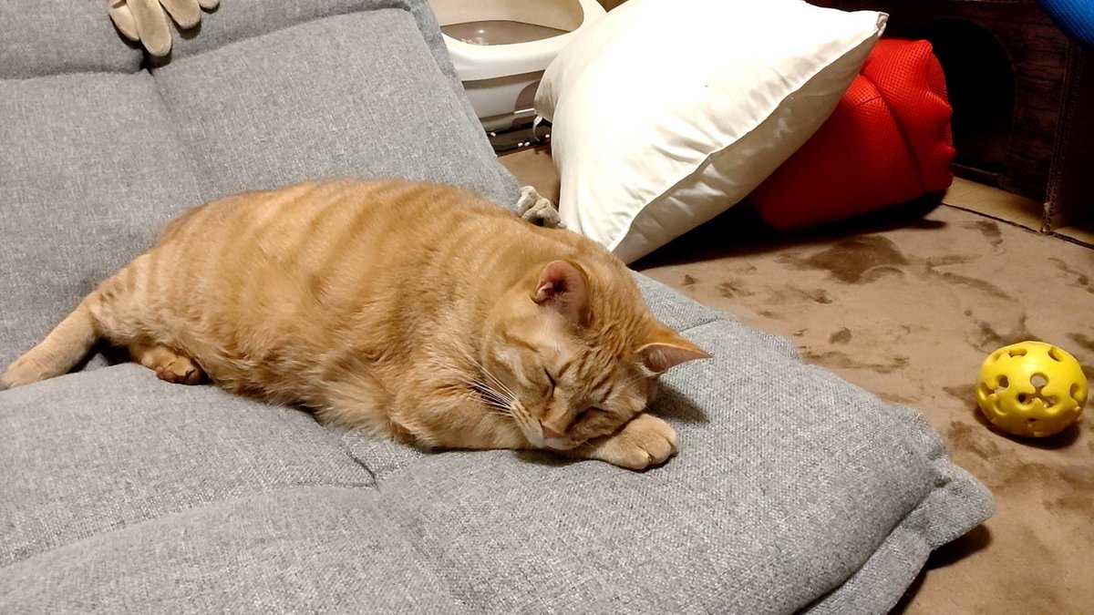 🐈れおまる🐈‍⬛ (@ReoMaru318420) / Posts / X