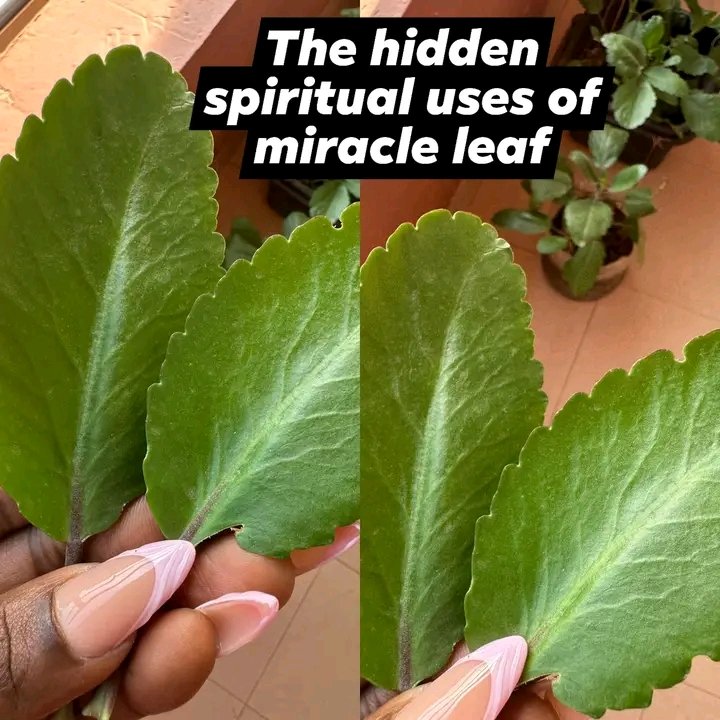 fidipote98RKT's tweet photo. For Favor &amp; Open

Doors • Put 4 Miracle
Leaves in clean
water. .

Add a pinch of sea salt. . Pray
over it and state your
intentions. .
Wash your face with the
water. •

Some people also keep 3 leaves in
their wallet or purse
after praying https://t.co/cXFqU8Abo7