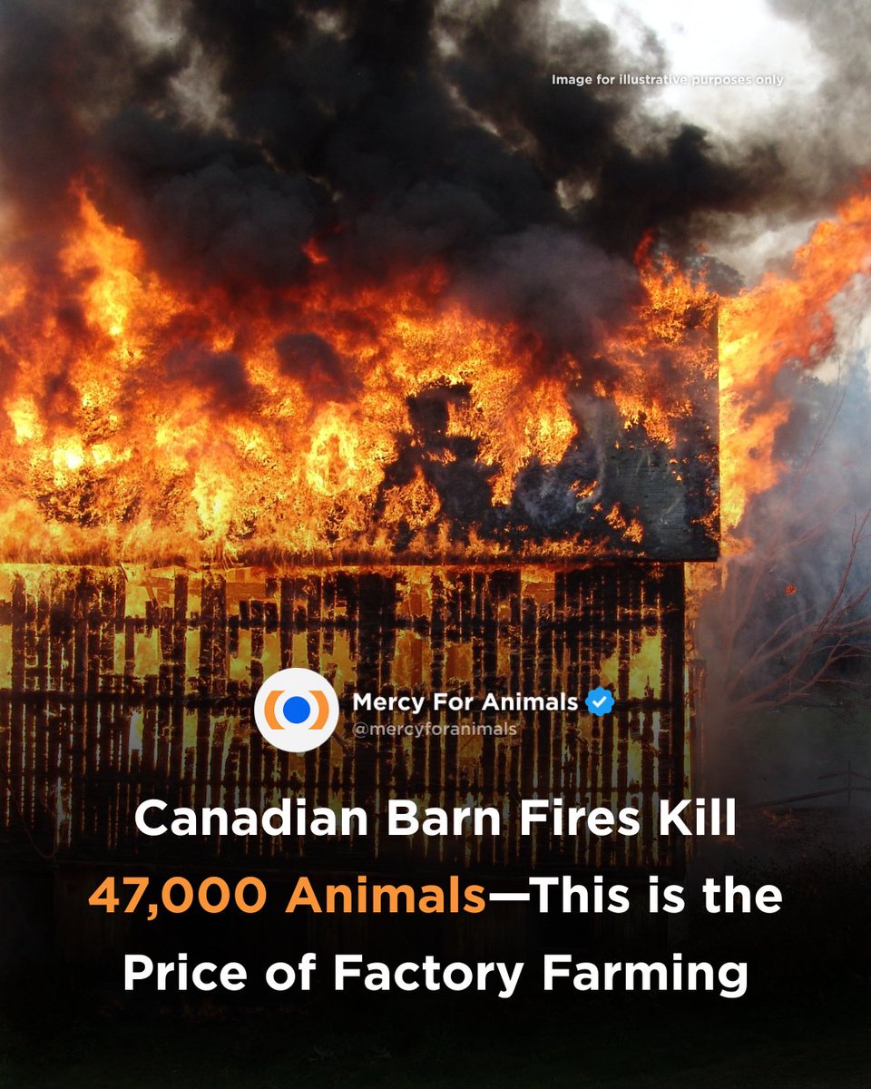 MercyForAnimals's tweet photo. 💔 47,000 lives lost in just two Canadian barn fires.
Factory farms pack millions of sensitive, intelligent animals into overcrowded sheds without adequate fire suppression or evacuation plans.
Take action for them here: https://t.co/fK9idbjNGT #BarnFires #Canada https://t.co/cet7JS0QuI