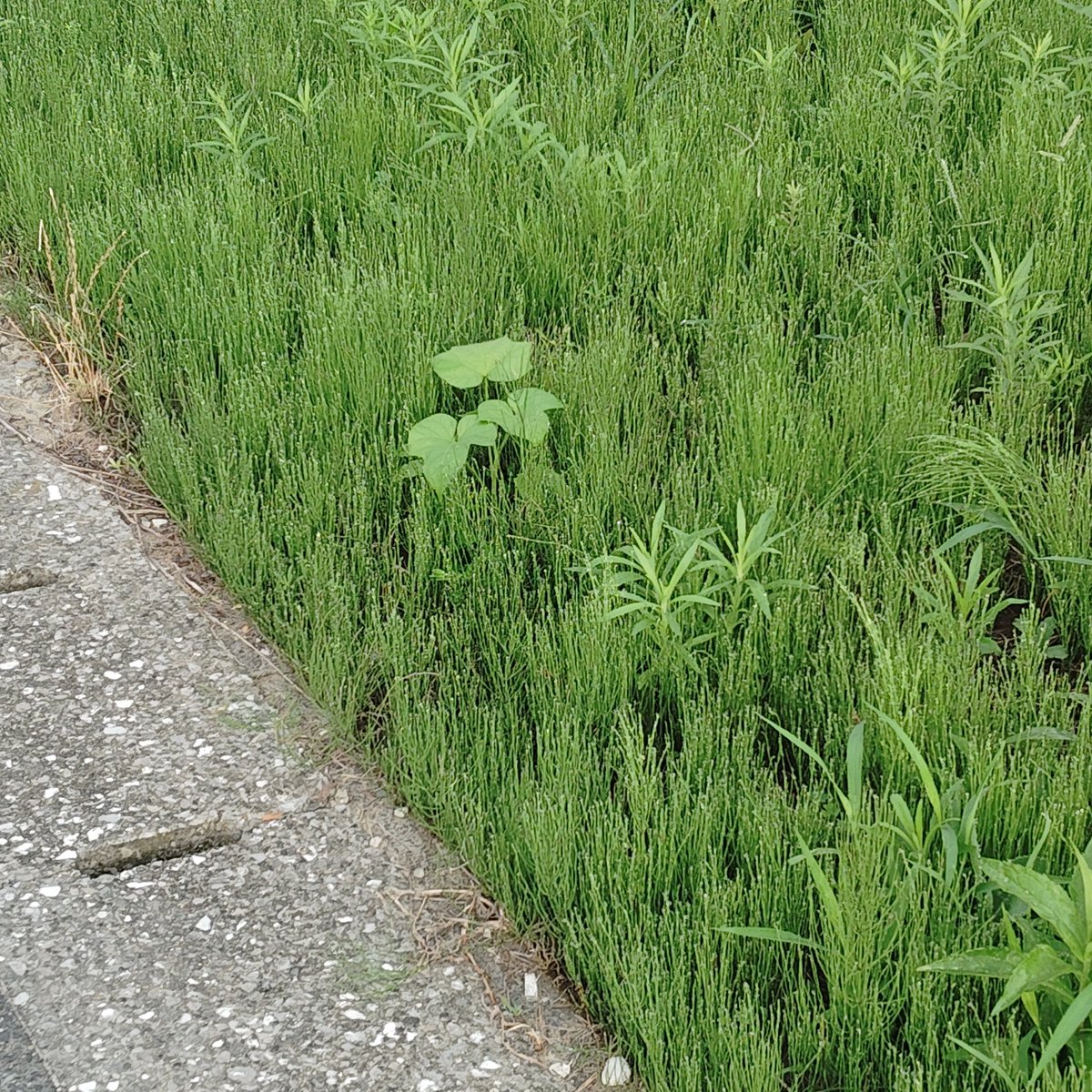 mihamanp56's tweet photo. 朝散歩🚶
道端に朝顔？
来週また確認に… https://t.co/tjuoEPkouC