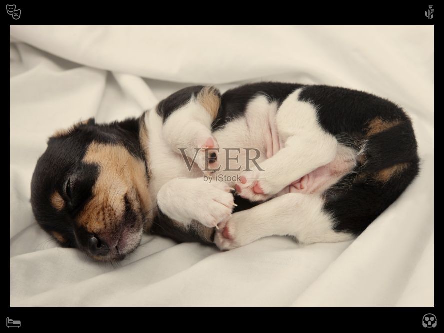 KIM_ZER's tweet photo. A humorous storybook for friends. The loyalty of puppies is a precious emotion in everyday life; they silently protect the family, providing a sense of security and making ordinary life more stable and warm. https://t.co/wOVzR4PlNI