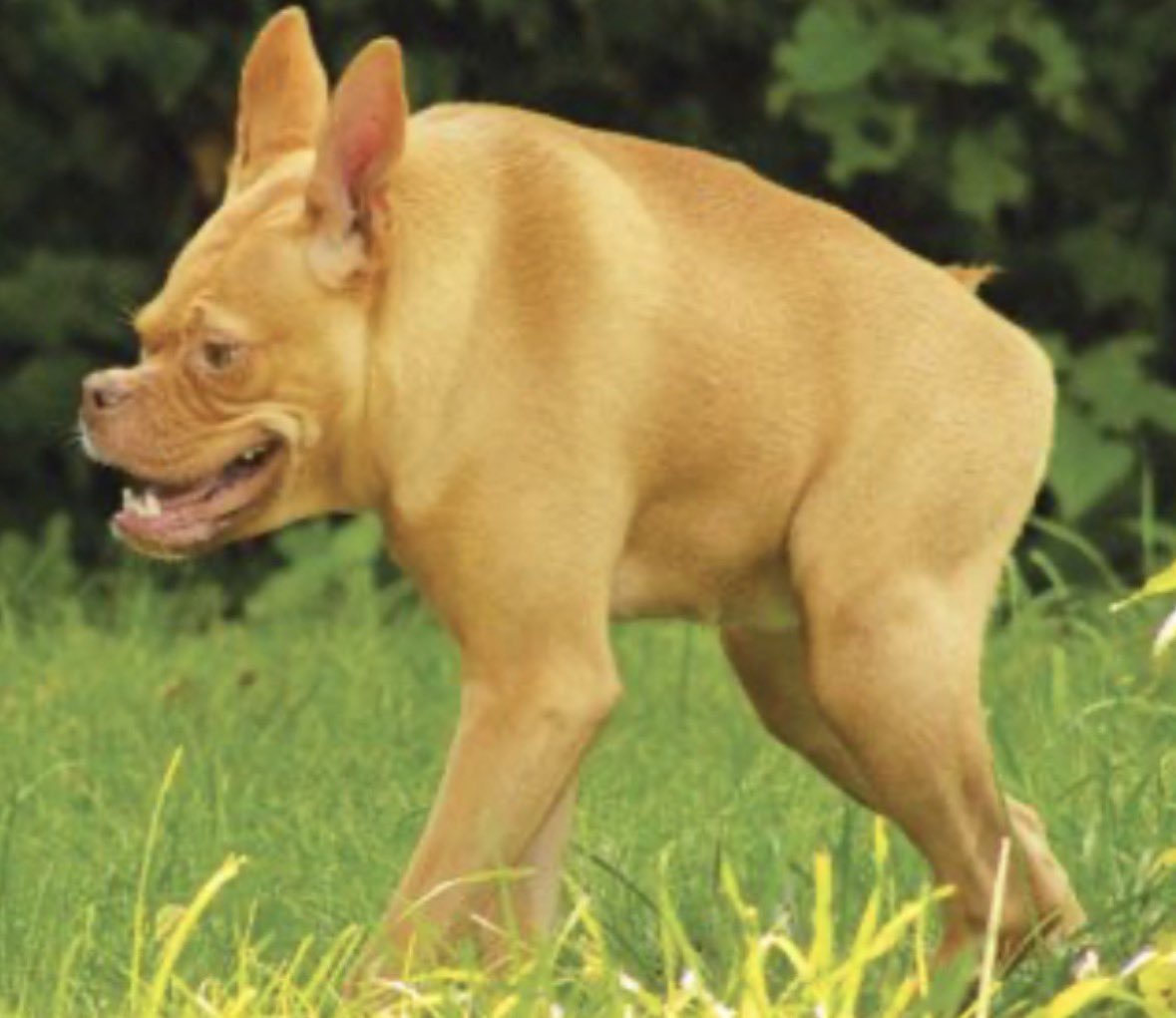 funwith_sara's tweet photo. @DailyLoud Jimothy runs like he left his back legs at home!😂 https://t.co/SNh52bzlYF
