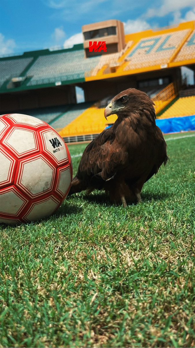 WATeamSport's tweet photo. 🦅⌛️ https://t.co/5y0HiqcgXg
