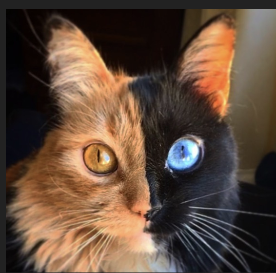 WanderingUS70's tweet photo. @KaluHarvard @Rainmaker1973 No, it doesn't mean that. It's actually just a localized genetic mutation in ear development. Maybe you're thinking of a chimera cat with cells from two different embryos that fused early in development, resulting in one individual with two distinct sets of DNA. https://t.co/xKEXOxiO9g