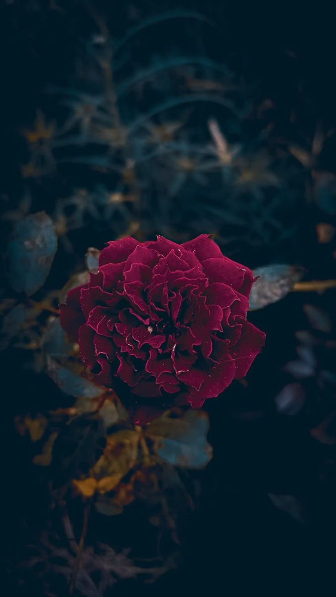 Mu18773's tweet photo. مُعجَبُ الوردِ يَقطِفهُ و يَرميهِ
أما المُحِبُّ فذاكَ الحافِظُ السَّاقي https://t.co/YrerixvG4t