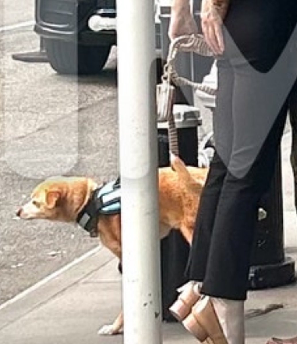 klyveofficial's tweet photo. @TMZ damn even the dog doesn’t give a sh*t https://t.co/0hQADueyY6