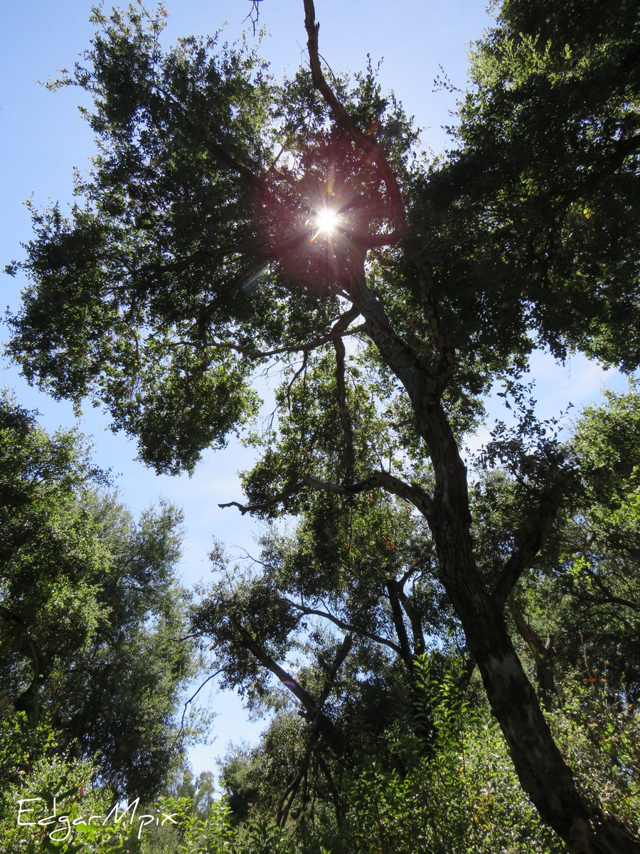 E_M_Pix's tweet photo. Someone was having a #Lookingup #Challenge...let's go... https://t.co/Hn3Q7eUXyT