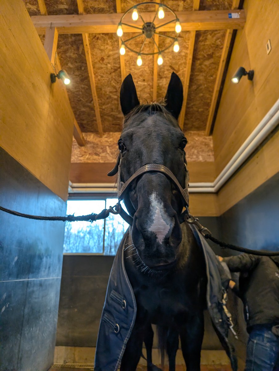 Novellister ドイツ競馬情報室 tweet media