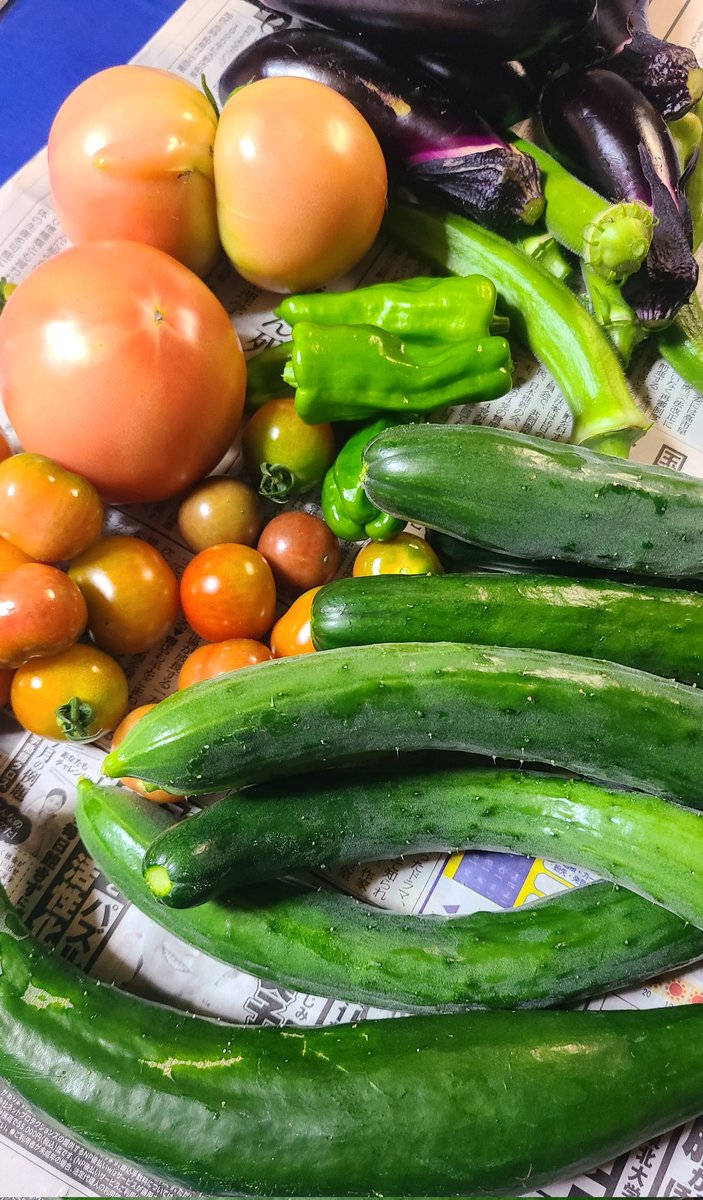 iyacom385's tweet photo. 昨日に引き続き本日の収穫夏野菜
きゅうりがすぐでっかくなるのをｳﾝ十年振りに実感す
狙って帰ってきたのにまだちょっととうもろこしは早いらしい、残念 https://t.co/rUu7qTncfh