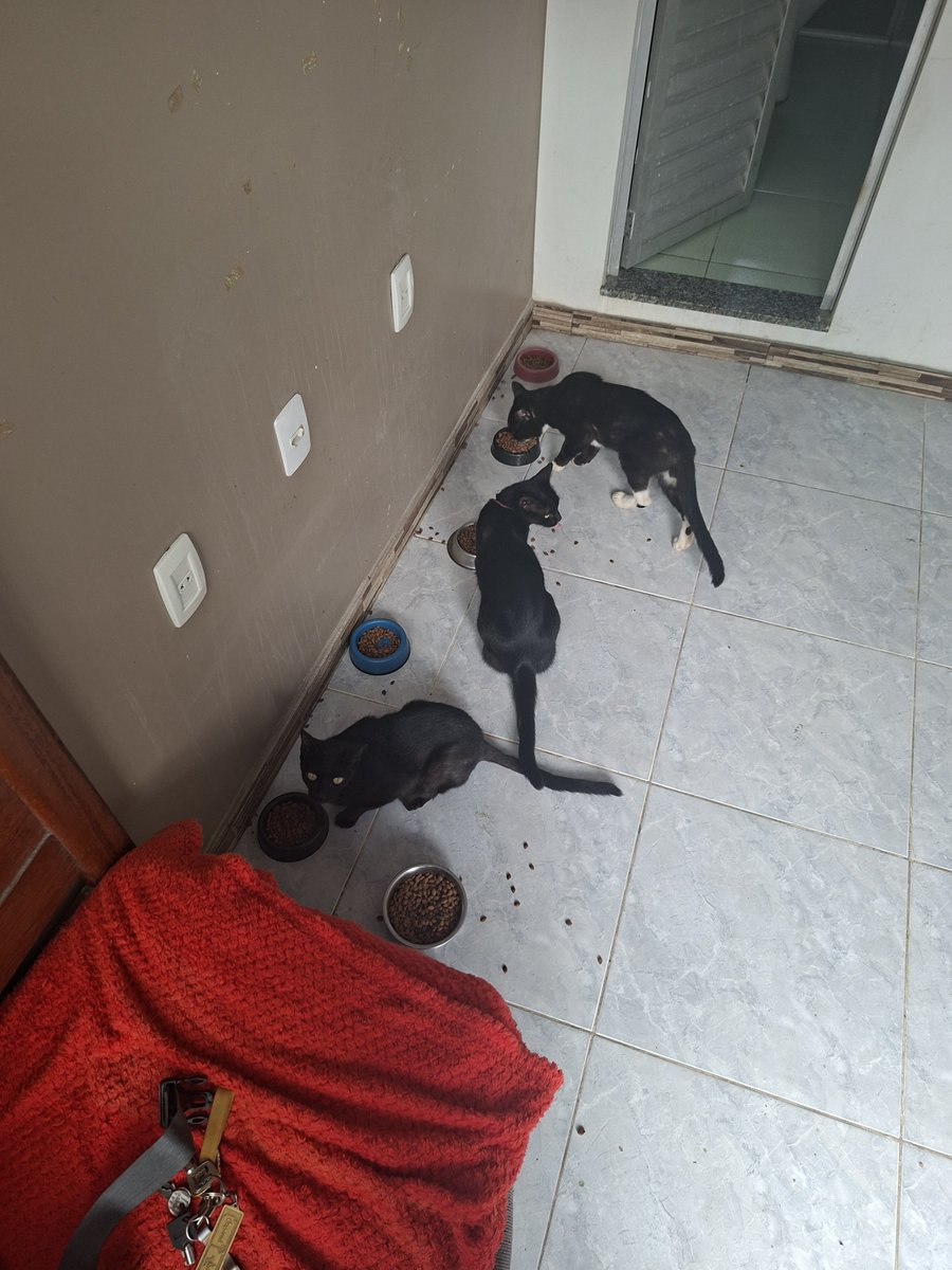princesa3isney's tweet photo. Ja tava cuidando de duas agora são no total 8

Pet Sitter https://t.co/yk74CZF0Am