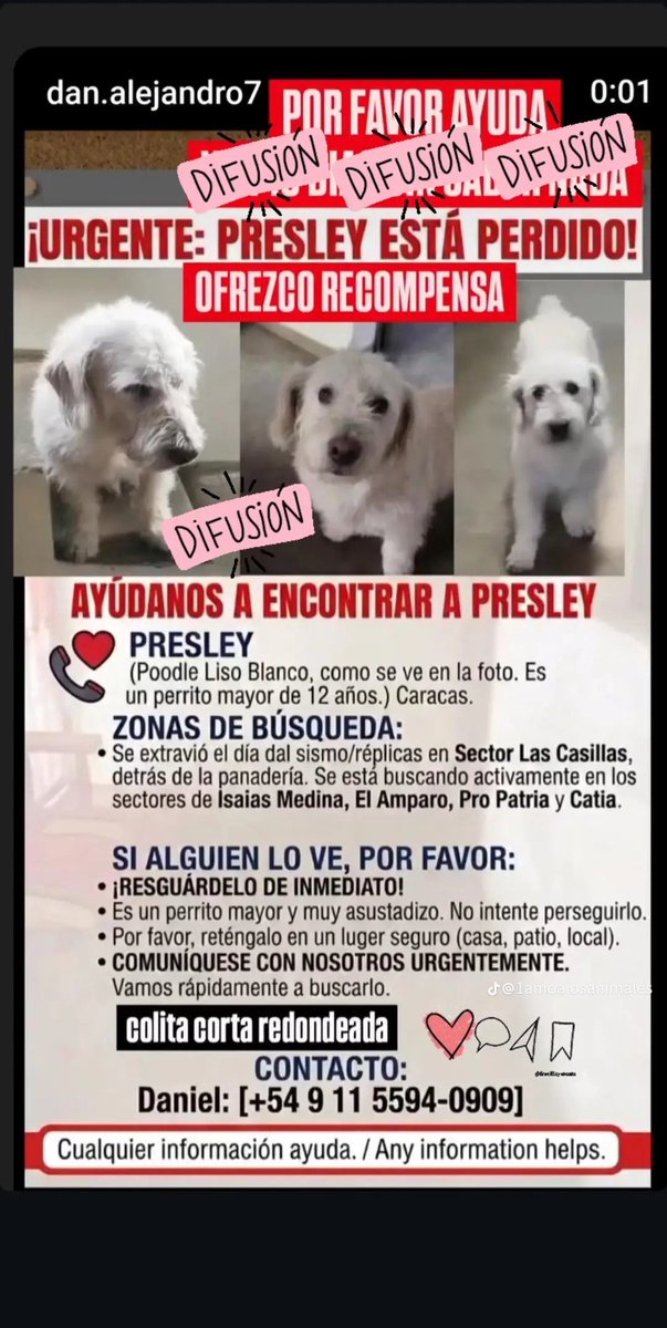 leamosuncuento's tweet photo. Se busca a Presley. 🐕 Ayuda a difundir. Su familia lo está buscando en todos lados. Si lo has visto o lo tienes resguardado puedes comunicarte al teléfono que aparece acá. 
👇🏼 https://t.co/WGuHAZNWiO