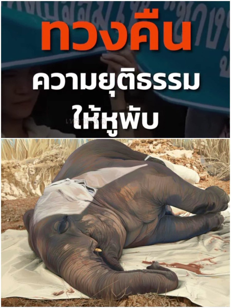 paichewee65779's tweet photo. สงสารช้างทุกตัว ทั้งหูพับ ทั้งช้างที่ทำงานลากซุง ไม่มีเจ้าหน้าที่ มีคนมาควบคุมดูแล ช้างที่โดนใช้ทำงานเกินตัว เกินกำลังเลย😭

หูพับเอ๋ย เราจะไม่ลืมเจ้าเลยตลอดไป
ทั้งคนที่ ทำร้ายเจ้า ทั้งทางตรงและทางอ้อม
เราจะตามดู ผลกรรมเร็ววันตามมันทัน ในชาตินี้แหละ

ขอให้เจ้าจงไปสู่สุขติน่ะ เจ้าหูพับ