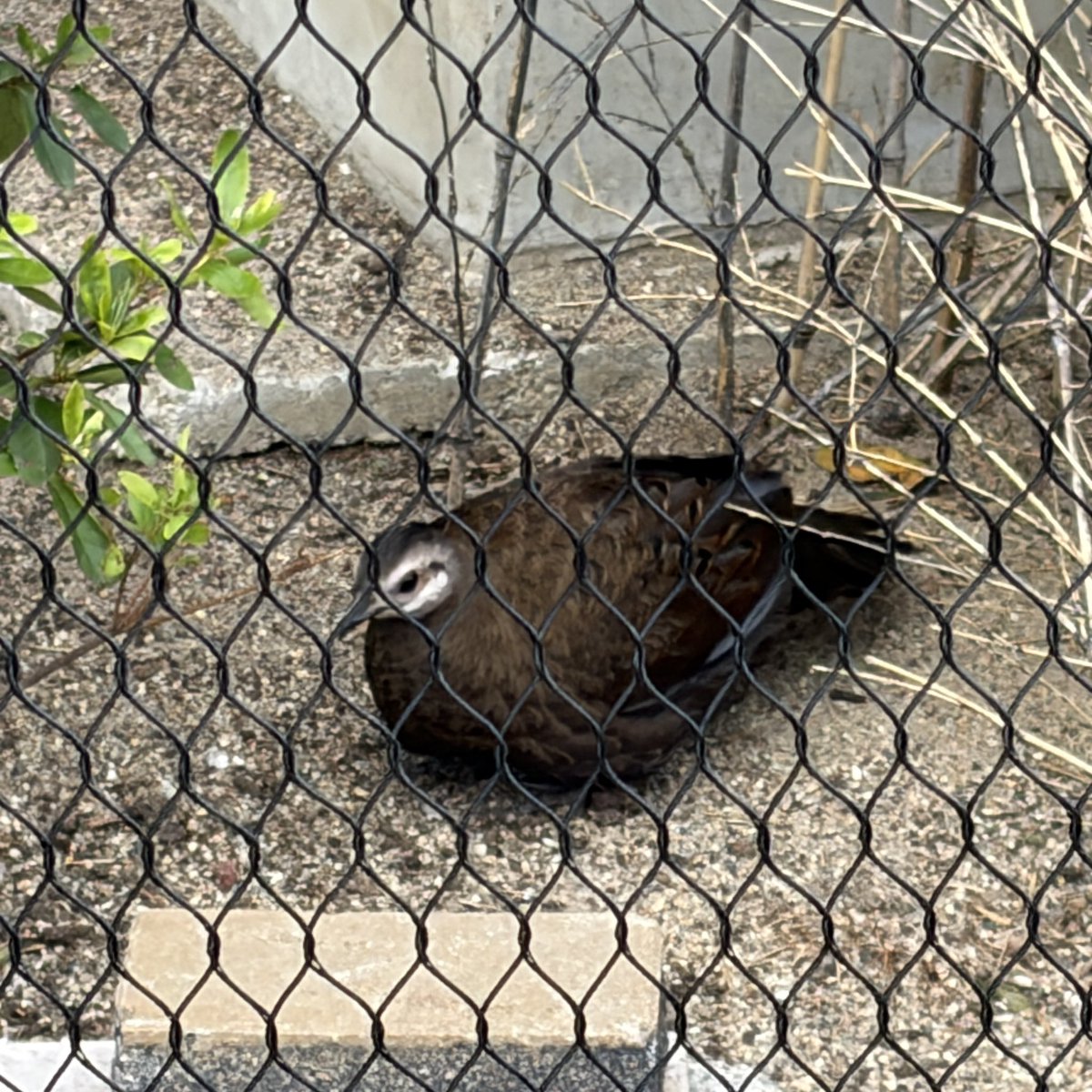 tksm566's tweet photo. #天王寺動物園 #鳥 #動物好きな人と繋がりたい https://t.co/D1yZnxoLNQ