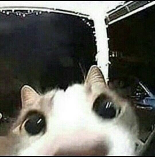 saturnspill's tweet photo. @hylvic75496 Owo ? https://t.co/zu7fioV3Ho
