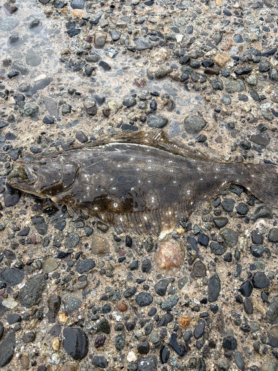 tmt_js_'s tweet photo. キジハタ狙っててヒラメきた https://t.co/gICPftNPIr