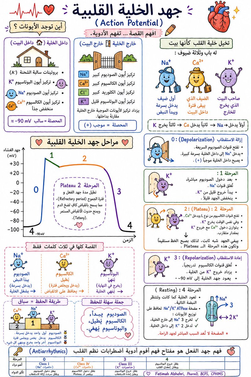 Banitoto's tweet photo. عشان تعرف أدوية عدم انتظام ضربات القلب (Antiarrythmics) و تفهم طريقة عملها جيداً لازم تفهم جهد الخلية القلبية (Action Potential)🫀💊 تعالا افهموا لك 😃 

قبل ما نفهم جهد الخلية لازم نعرف وين موجودة الأيونات. أي خلية في الجسم فيها أيونات موجبة (+) وأيونات سالبة (−)، لكن توزيعها يختلف بين داخل الخلية وخارجها.

💚 داخل الخلية يوجد:
🟪 كمية كبيرة من البوتاسيوم (K⁺).
⚫ بروتينات وأحماض أمينية سالبة الشحنة (A⁻).
🔹 كمية قليلة من الصوديوم (Na⁺).
🔹 كمية قليلة من الكالسيوم (Ca²⁺).

رغم وجود البوتاسيوم الموجب، إلا أن الشحنات السالبة (خصوصًا البروتينات والأنيونات) أكثر، لذلك المحصلة داخل الخلية تكون سالبة (≈ -90 mV).

💚 خارج الخلية يوجد:
🟦 كمية كبيرة من الصوديوم (Na⁺).
🟨 كمية كبيرة من الكالسيوم (Ca²⁺).
🟩 كمية كبيرة من الكلوريد (Cl⁻).
🔹 كمية قليلة من البوتاسيوم (K⁺).

ورغم وجود الكلوريد السالب، إلا أن مجموع الشحنات الموجبة خارج الخلية أكبر، لذلك المحصلة خارج الخلية تكون موجبة مقارنةً بداخلها.

احفظها بهذه الطريقة: 
🏠 داخل البيت: فيه بوتاسيوم (K⁺) كثير و بروتينات سالبة كثير و بالتالي المحصلة = سالب (-)

🚪 خارج البيت فيه صوديوم (Na⁺) كثير
وفيه (Ca²⁺) كثير وفيه (Cl⁻) موجود وبالتالي المحصلة = موجب (+)

➡️ وهذا الفرق في الشحنات هو الذي يسمح بحدوث جهد الفعل (Action Potential) عندما تبدأ النبضة الكهربائية. 

طيب جهد الخلية القلبية 🫀 كيف يحدث؟ هنا تخيل خلية القلب مثل بيت له باب وثلاثة ضيوف: 

🟦 الصوديوم (Na⁺) = أول ضيف يدخل بسرعة.
🟨 الكالسيوم (Ca²⁺) = الضيف الذي يبقى فترة داخل البيت.
🟪 البوتاسيوم (K⁺) = صاحب البيت الذي يخرج للخارج.

إذا فهمت قصة الضيوف، فهمت جهد الخلية كله.
وهنا خطوات و مراحل جهد الخلية القلبية 🫀:
قبل البداية (Phase 4): تخيل البيت مغلق و داخل الخلية فيه: كثير بوتاسيوم (K⁺)، قليل صوديوم(Na)، قليل كالسيوم، خارج الخلية: كثير صوديوم (Na⁺) ، كثير كالسيوم (Ca²⁺) لذلك داخل الخلية يكون سالب (-90 mV).

المرحلة  (Phase 0): هنا 📢 جاءت النبضة الكهربائية و فتحت أبواب الصوديوم و دخل الصوديوم بسرعة كبيرة. فهنا داخل الخلية أصبح موجبًا و هذا يسمى (Depolarization) يعني ازالة الاستقطاب يعني يدخل الصوديوم ويبدأ النبض. 

المرحلة (Phase 1):  بعد أن دخل الصوديوم مباشرة 🚪 باب الصوديوم يقفل ويبدأ خروج قليل من البوتاسيوم، لذلك ينخفض الجهد قليلاً.

المرحلة (Phase 2): هذه أهم مرحلة.
بدل أن تنتهي النبضة بسرعة يفتح باب الكالسيوم.
و يدخل Ca²⁺ وفي نفس الوقت يخرج K⁺ يعني:
⬇️ يدخل كالسيوم و ⬆️ يخرج بوتاسيوم

فالاثنان يعادلان بعض عشان نفس الشحنة و لذلك الخط يصبح مستقيمًا وهذا يسمى (Plateau). لماذا القلب يسوي (Plateau)؟ لأنه لو رجع بسرعة مثل العضلات العادية كان القلب سينقبض بشكل مستمر ولن يستطيع الامتلاء بالدم و بالتالي وجود الكالسيوم يجعل الانقباضة طويلة ومناسبة لضخ الدم.

المرحلة (Phase 3): الآن انتهى دور الكالسيوم.
و يقفل باب الكالسيوم ويستمر خروج البوتاسيوم.
فتعود الخلية إلى -90 mV هذا يسمى (Repolarization)يعني اعادة الاستقطاب 

 المرحلة الأخيرة (Phase 4) هنا رجع كل شيء كما كان. الخلية تنتظر النبضة التالية وتحافظ مضخة Na⁺/K⁺ ATPase على توزيع الأيونات: تُخرج (3 Na⁺) للخارج و تُدخل (2 K⁺) للداخل.

القصة كلها في ثلاث كلمات فقط: 
✅ أول شي  الصوديوم (Na) يدخل ➜ يبدأ النبض.
✅ ثاني شي الكالسيوم (Ca) يدخل ➜ يحافظ على الانقباض.
✅ ثالث شي البوتاسيوم (K) يخرج ➜ ينهي النبض.

أسهل طريقة للحفظ تخيلوها مثل سباق:
🥇 الصوديوم أول واحد يدخل بسرعة.
🥈 الكالسيوم يدخل بعده ويجلس فترة.
🥉 البوتاسيوم آخر واحد يخرج وينهي كل شيء.

أو جملة سهلة: الصوديوم يشغّل، الكالسيوم يطوّل، والبوتاسيوم يطفّي.💙🩷💜

وفيه مصطلحات مهمة تفهمها تخص جهد الخلية وهي:

1- الإستقطاب 🟢 (Polarization):
حالة الراحة الطبيعية للخلية، حيث يكون داخل الخلية سالبًا مقارنةً بخارجها، بسبب اختلاف توزيع الأيونات عبر غشاء الخلية.

2- إزالة الاستقطاب 🔴 (Depolarization):
يفقد داخل الخلية شحنته السالبة ويصبح موجبًا، نتيجة دخول أيونات الصوديوم (Na⁺) إلى داخل الخلية. وفي خلايا العقدة الجيبية (SA node) 
يكون السبب الرئيسي دخول الكالسيوم، لكن في خلايا عضلة القلب العادية يكون الصوديوم.)

3- إعادة الإستقطاب 🟣 (Repolarization):
تستعيد الخلية شحنتها السالبة مع خروج أيونات البوتاسيوم (K⁺) من الخلية، فتعود إلى جهد الراحة (Resting Membrane Potential) استعدادًا للنبضة الكهربائية التالية.