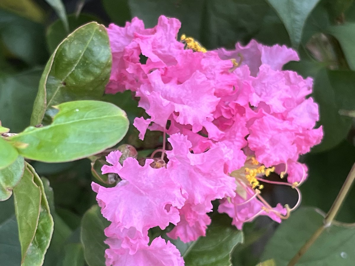 miki_potager's tweet photo. 百日紅✨

鉢植えの百日紅。

元気が無さそうだったけれど
花が咲き始めています。

夏らしい色で
綺麗💕 https://t.co/iQreGhwGIt
