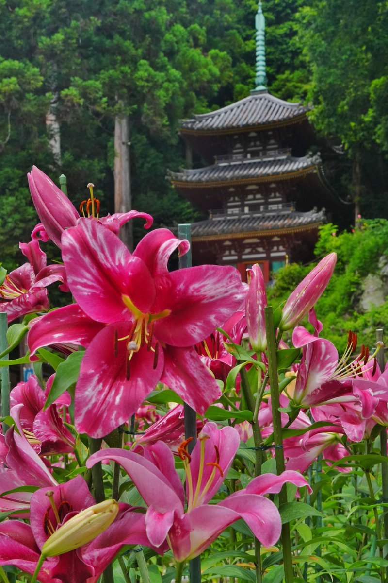 nrkgt999photo's tweet photo. おはようございます
松尾寺の
カサブランカと三重塔
 #松尾寺  #カサブランカ 
 #三重塔 https://t.co/ViC8CKZYNb