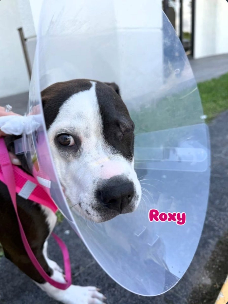 SCFBD2023's tweet photo. Happy Friday Angels! Yay! Roxy from Fort Paws Rescue says Thank you for her surgery♡

#rescuedog #blinddog #adoptdontshop
#Doglovers https://t.co/QarWQW2BEs