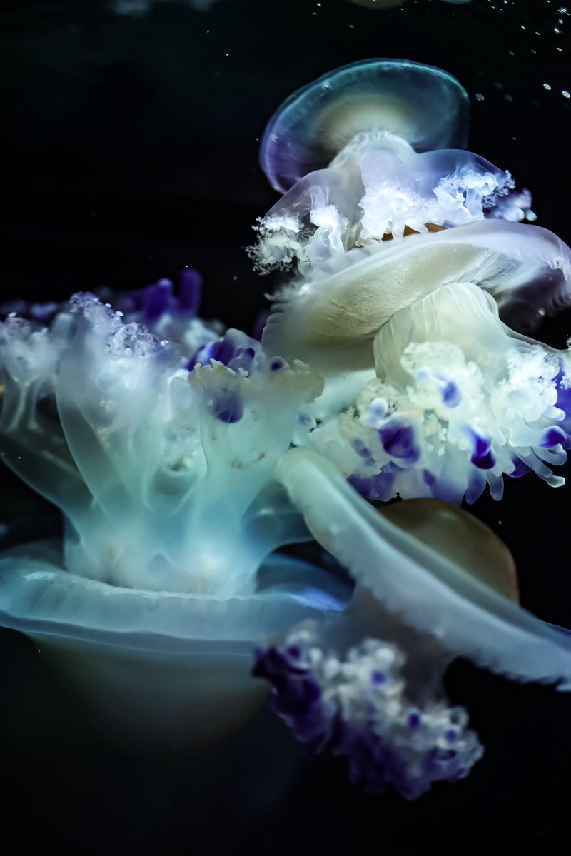 海月