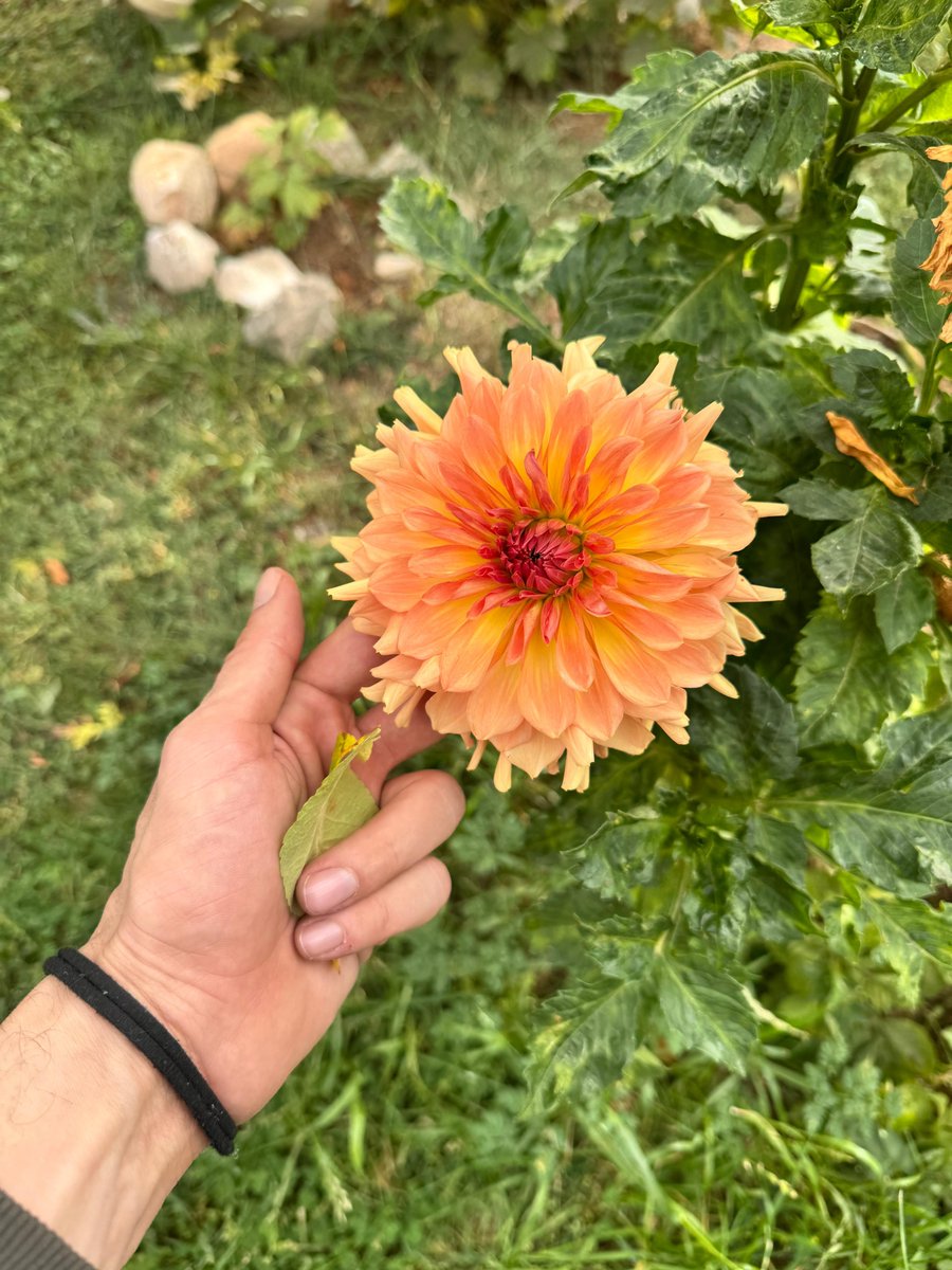 greenvibe's tweet photo. This beauty I captured recently: Dahlia 🌼 https://t.co/2NDgOraKjQ