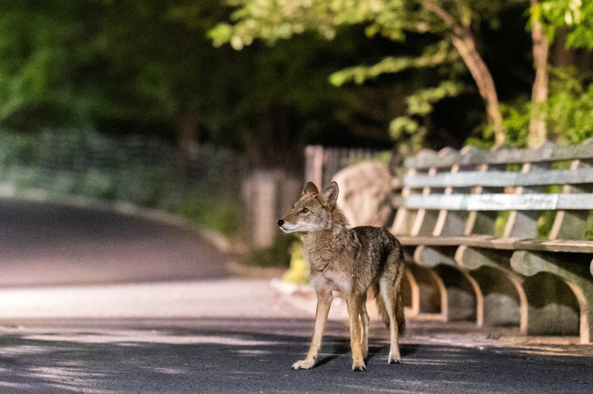 TheQuietist's tweet photo. Coyotes should be allowed in all city parks https://t.co/Vp8yVgMa6h
