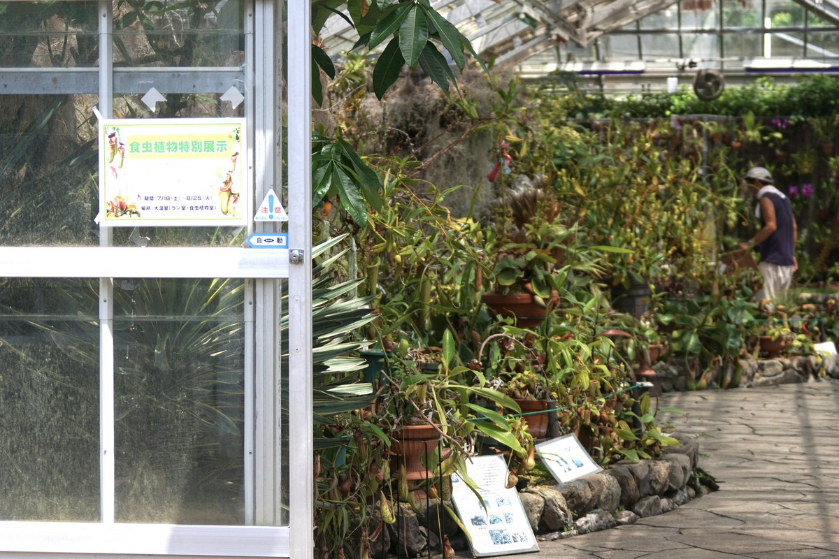 Flower_fu's tweet photo. 【大温室ラン室】
#食虫植物特別展示
本日から8月25日まで。
現地ではほぼ見られないであろうクリペアタや栽培が難しいペルビレイの他、土居専門員おすすめの食虫植物がみなさまをお待ちしております。準備中の専門員が現地の方のように見えた瞬間😆
〈企画誘客課F〉
#兵庫県立フラワーセンター https://t.co/hn5RlW9UA3