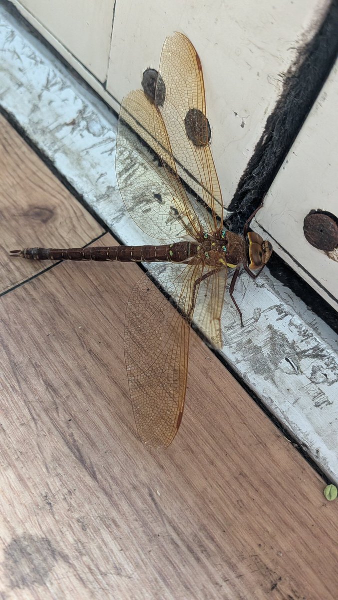 mcnally2201's tweet photo. 2 rescues of the day dragonfly at work and poor baby gull at Whitby which apparently had been ignored for most of the day luckily a local rescuer came out to collect it. @teesbirds1 @nybirdnews https://t.co/6IwVdvYfxo