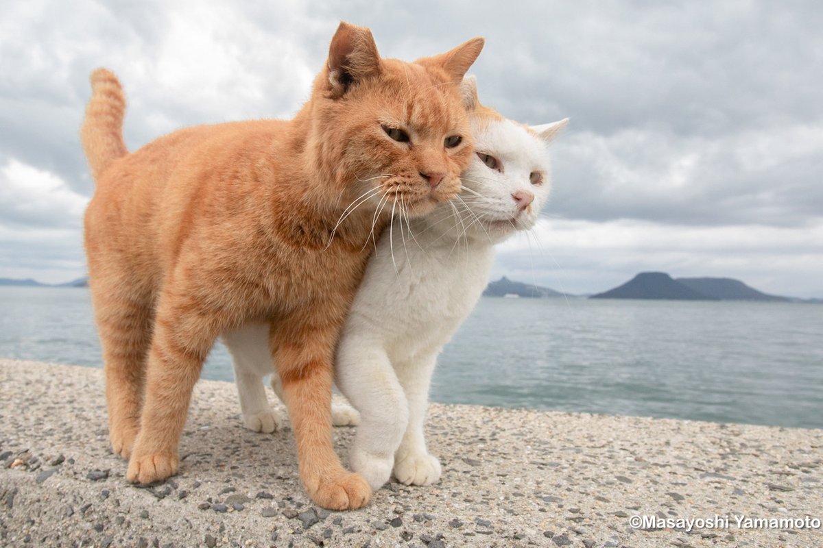 nekoiroiro's tweet photo. 一緒に。 https://t.co/72A4cUgaTn