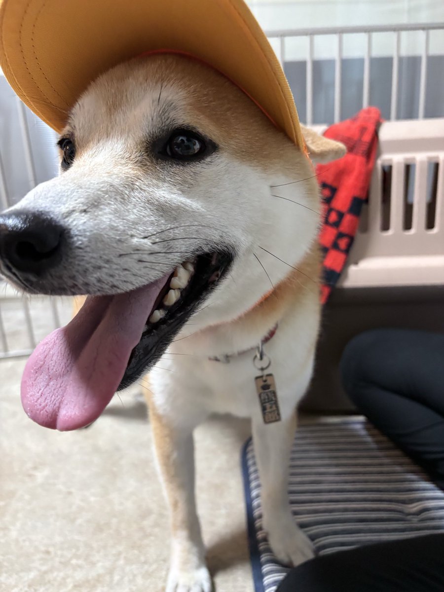 rattus_307's tweet photo. 🧢

#柴犬
#柴犬のいる暮らし 
#柴犬が好きすぎるで使っていいよ 
#犬好きさんと繋がりたい 
#Shibainu
#dog https://t.co/tKaIAl2FVt