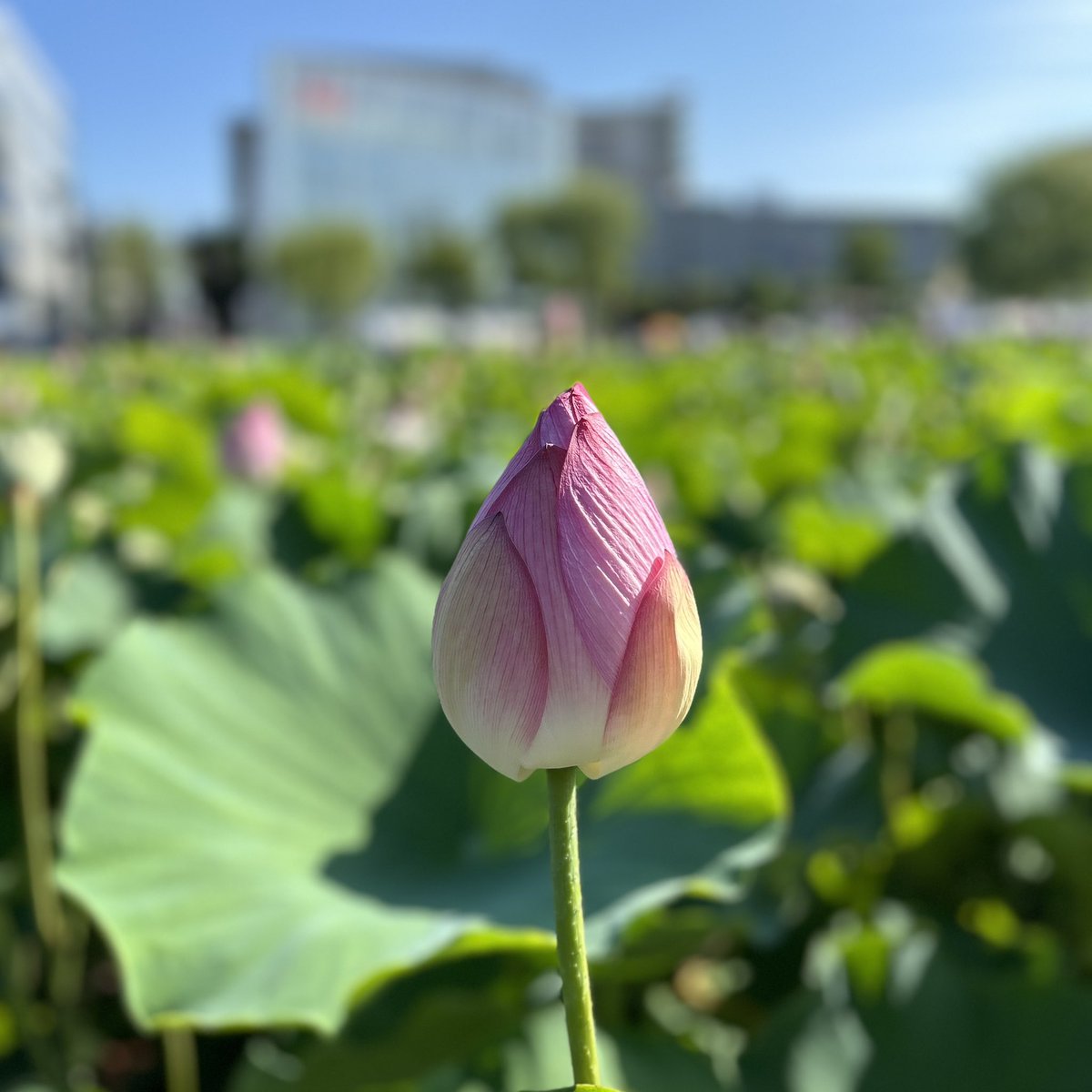 zb7_tl's tweet photo. 東京・港区から秋田に単身赴任して、一番感じたのは「時間の流れ」。秋田って「何もない」って言われるけど、本当にないのは”時間に追われるストレス”かも。空は広いし、飯はうまい。人もあったかい。東京を知ってるからこそ、秋田の良さがよく分かる。異論は認める…🥺
#秋田市 https://t.co/HmpIEzpyXA