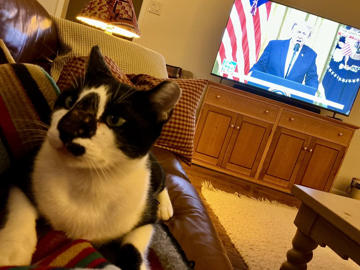grumpygrailcat's tweet photo. Here I am placing my Kalshi bets.
Your pal,
Grumpy 🐈⬛
#CatsOfTwitter #KittyTwitter #XCats #CatsOfX #CaturdayEve #TrumpSpeech https://t.co/AZeWk1tKLt