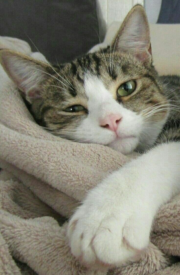 Animals7005's tweet photo. https://t.co/UrzmRP0EED