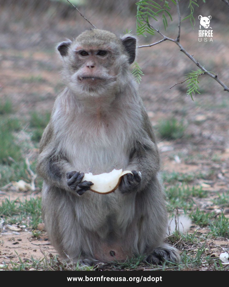 BornFreeUSA's tweet photo. Today marks 16 years since Gizmo the long-tailed macaque became a resident of the Born Free Primate Sanctuary. You can symbolically adopt Gizmo to provide food, care, and enrichment supplies. Learn more about Gizmo's story on our website! https://t.co/IbuRQxPhNi https://t.co/iXgNwu6xEo