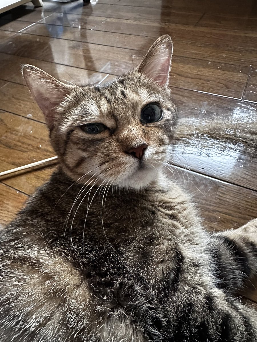 303Catlab's tweet photo. おはようございます。
朝のれあちゃんとななちゃそ
クーラーの風が直接当たらないところで寝てる。
#303CATLAB
#猫
#猫がいる幸せ 
#猫のいる暮らし https://t.co/2gJyGgLgQY