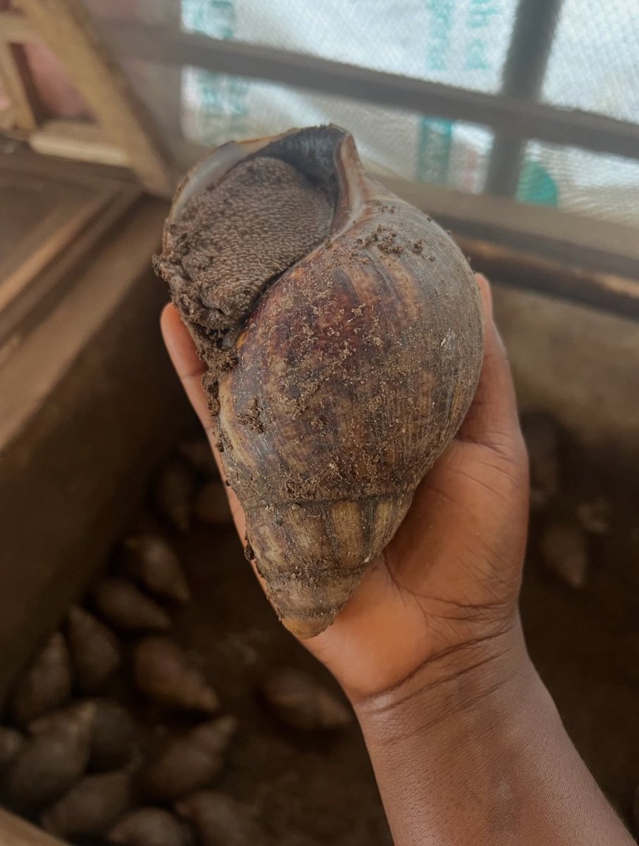 Mexzy44's tweet photo. See Snail wey I pick after rain yesterday, nah 200k I sell ham. 
Dey there dey shout weather for 2 😂 https://t.co/aS8JCLCr5z