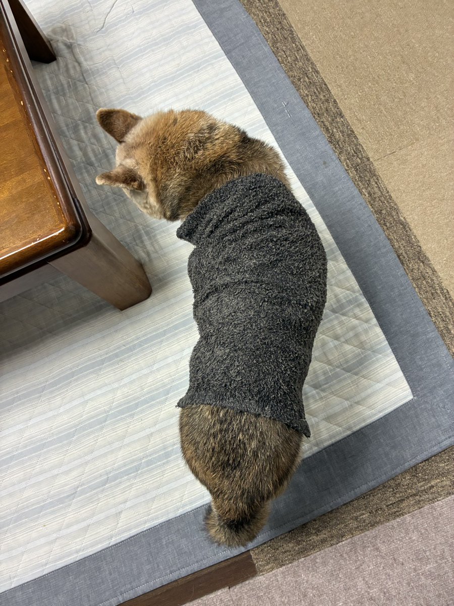 ka_kou_7's tweet photo. タオルのせてクールダウンしてる姿が肌着感あって可愛いマイラブ♡貴子 https://t.co/HCqQLkptf9