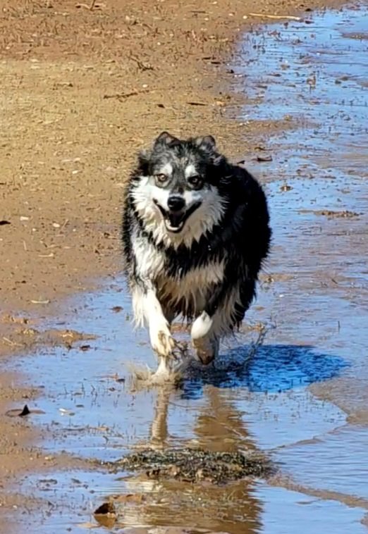 TraceyEdwards99's tweet photo. @PhilSledge Tried twice posting 3 of our late Bassett Bo's pics with his favorite cats, but they wouldn't post. So here's another attempt with our Husky-Corgi mix Shadow, the happiest dog on earth. Love all the cuties here! 😄🐾❤️ https://t.co/PcfgFYIGtS