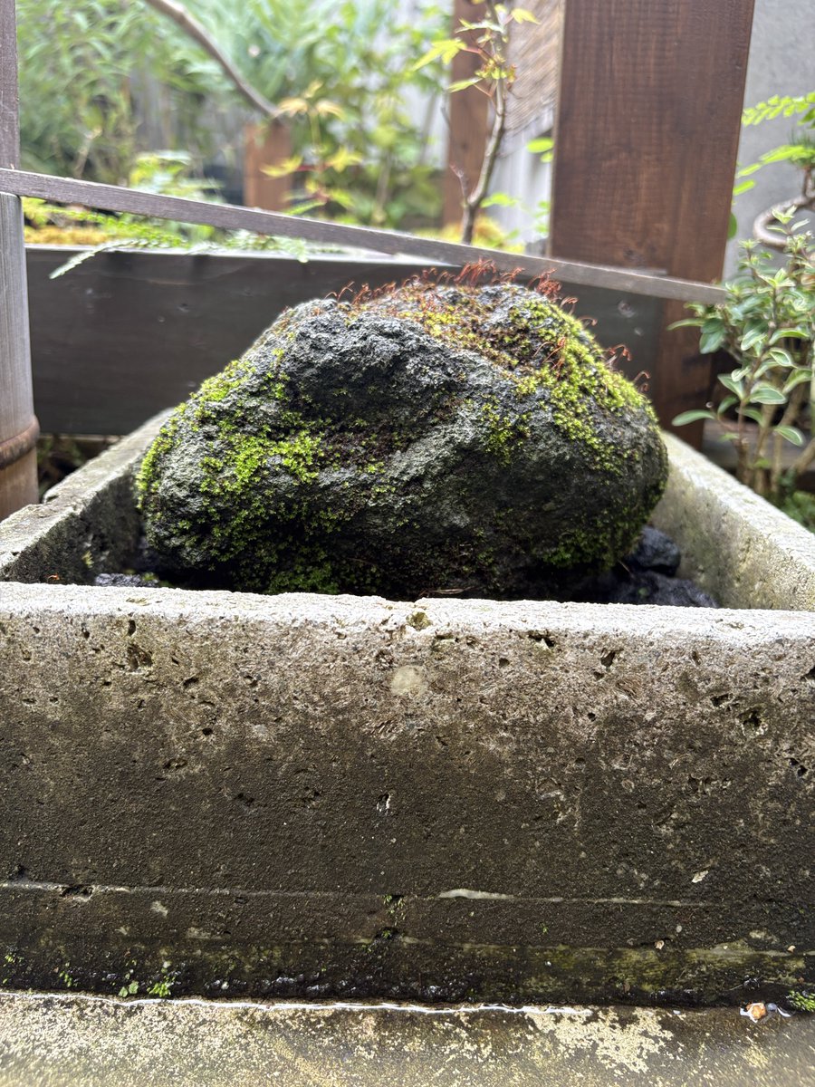 苔のむすまで1118日目 ---- 台座の下まで入るように縦で写真撮ってみた