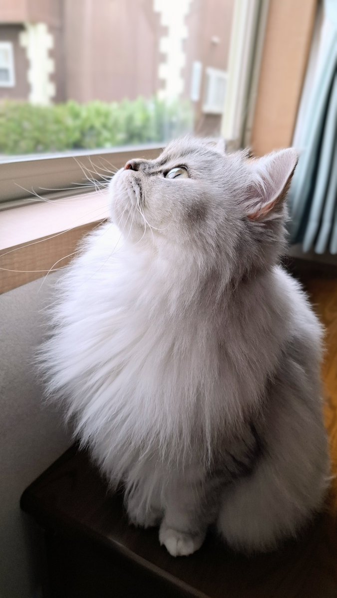 FrancesKingdom's tweet photo. おはにゃん☁️

昨日は土砂降りに
雷⚡が、凄くてムーちゃん
下痢ピーしちゃったにゃ

窓ガラスと網戸の間に
🕷️がいるにゃ

リンちゃん、小さい🕷️
一度たべたけど
美味しかったよ😋

今日もよろちくね💗 https://t.co/bTzlniuBpm
