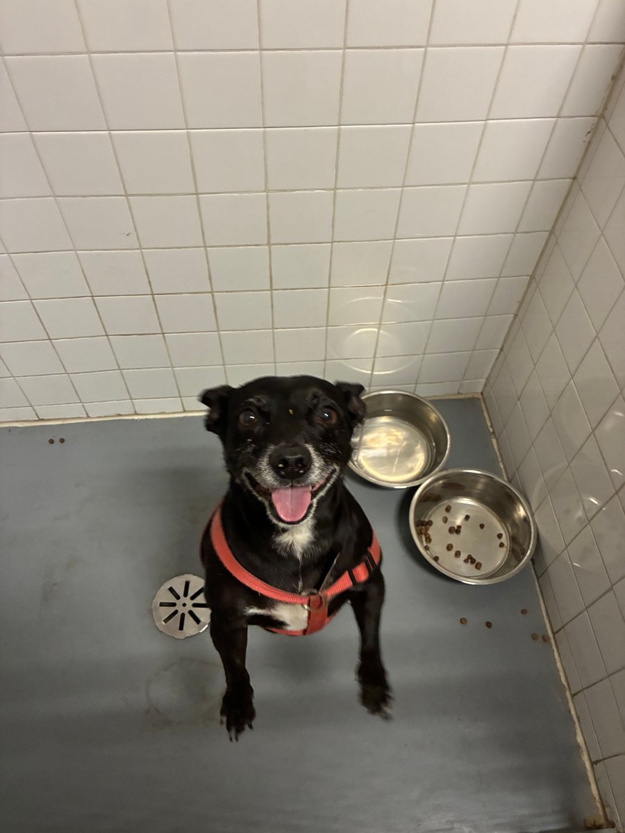 bartlettpd's tweet photo. This dog was located in Prospect and North Ave earlier today.  If you know the owner or recognize the dog, please contact Bartlett Police Department at 630-837-0846. https://t.co/9MuGUdYPf2