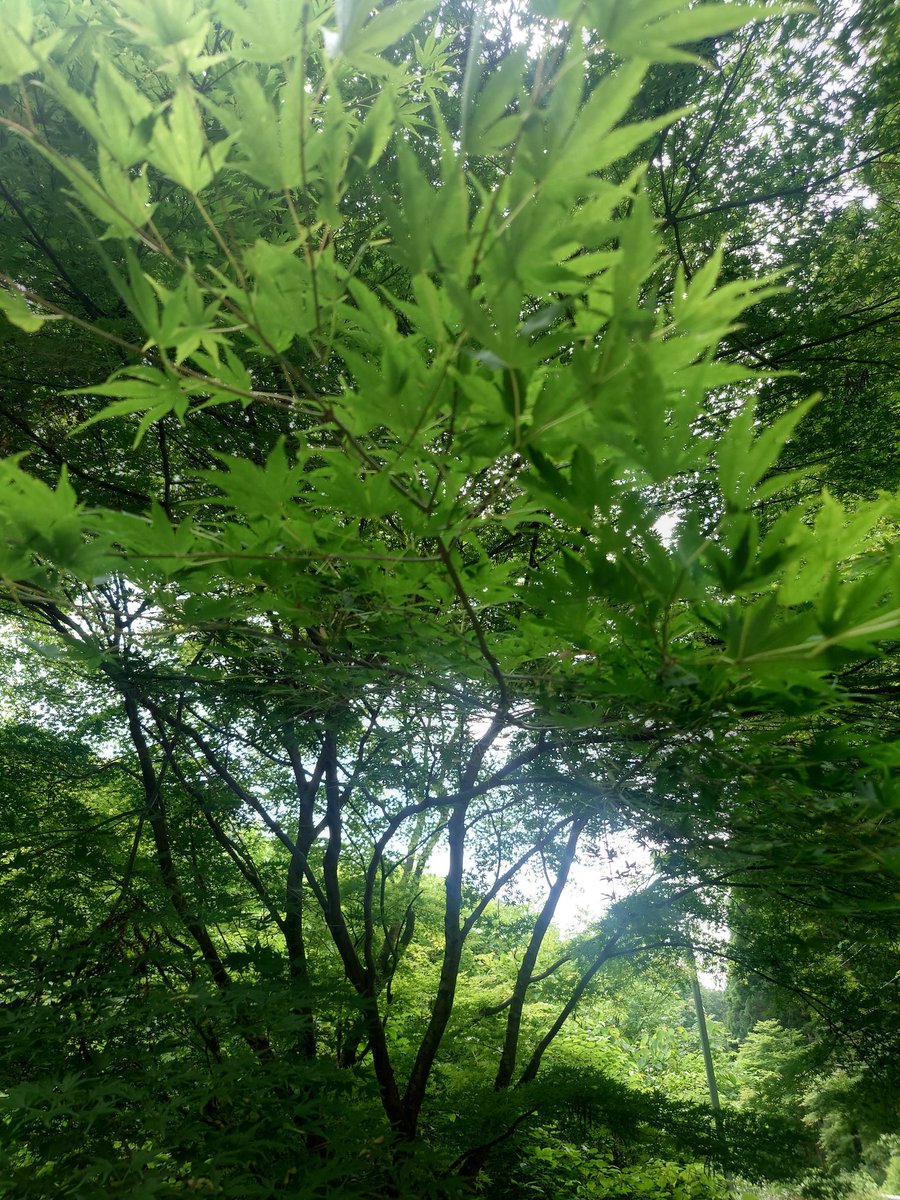 yamabiko1208's tweet photo. 本日21時迄営業予定！
途中準備中あり。
よろしくおねがいいたします！

越谷レイクタウン手打ちそば麦塚やまびこより～ https://t.co/of294chkMK